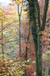 schöner herbsttag