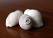 Several weathered seashells stacked together