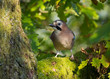 Jay in Oak tree Jay in Oak tree