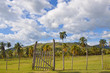 Lush tropical Nature