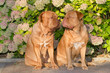 Dogs in the park
