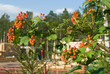 Ripening viburnum berries Ripening viburnum berries