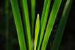 Halme im Gegenlicht Halme im Gegenlicht