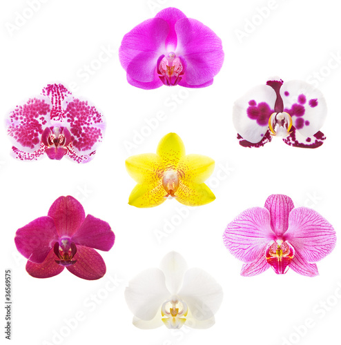 Foto: Orchids Orchids