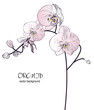 Orchid