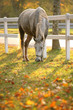 Lipizzan horse grazing Lipizzan horse grazing