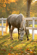 Lipizzan horse grazing Lipizzan horse grazing