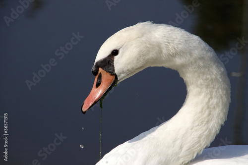 Photo: Schwan mit Grünzeug im Schnabel Schwan mit Grünzeug im Schnabel