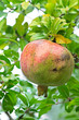 Pomegranate, ripening on the tree Pomegranate, ripening on the tree