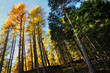 Yellow and green trees, Italian Alps