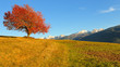 Red tree in autumn, Alps, Italy