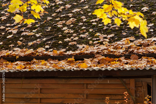 Photo: Herbstlaub verstopft die Dachrinne Herbstlaub verstopft die Dachrinne