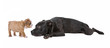 puppy and dog