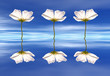 Blumenspiegelung