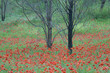 Trees growing in field of flowers