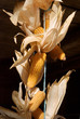 Harvested Corn Drying