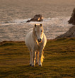 Wild Welsh Pony in the sunset off the coast of Isle of Anglesey
