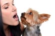 amour de chien