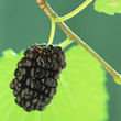Mulberry, Mulberry,