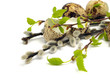 quail egg shels, pussy willows and birch tree branch