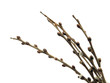 pussy willows branches