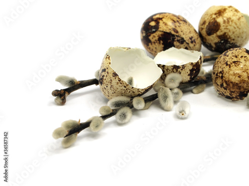 Photo: quail egg shels and pussy willows on a white background quail egg shels and pussy willows on a white background