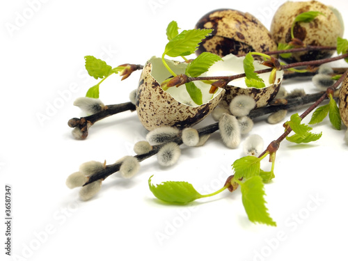 Photo: quail egg shels, pussy willows and birch tree branch quail egg shels, pussy willows and birch tree branch