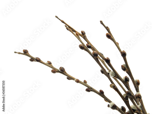 Photo: pussy willows branches pussy willows branches