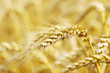 golden wheat