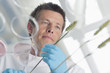 Scientist examining wheat stalks