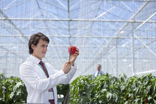 Photo: Scientist examining produce in greenhouse Scientist examining produce in greenhouse