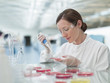 Scientist putting liquid in petri dishes in lab