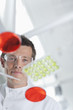 Scientist examining petri dishes in lab