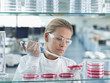 Scientist putting liquid in petri dishes in lab