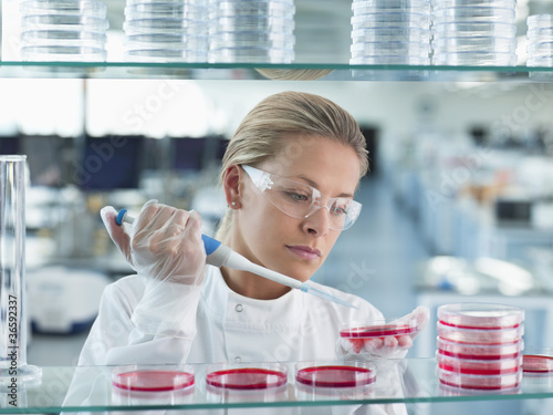 Photo: Scientist putting liquid in petri dishes in lab Scientist putting liquid in petri dishes in lab