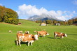Kuhweide in den Bayerischen Alpen