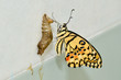 newly transformed butterfly