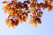 Herbst