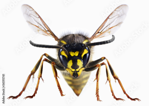 Foto: Close up of wasp Close up of wasp