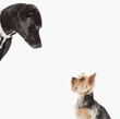 Dogs examining each other