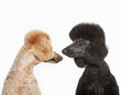 Poodles examining each other