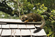 Singes Saimiris de Guyane