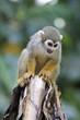 Singes Saimiris de Guyane Singes Saimiris de Guyane