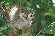 Singes Saimiris de Guyane