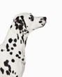 Silhouette of Dalmatian's face