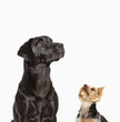 Dogs looking up