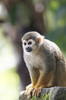 Singes Saimiris de Guyane Singes Saimiris de Guyane