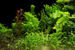 water plants