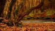 brook and old tree