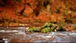 mossy rock in creek